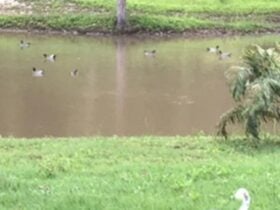 Waterhole adjacent to camp ground with native ducks