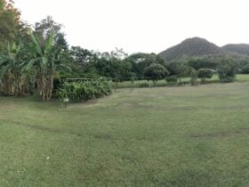Panorama (2) of Orchard and Camp Area
