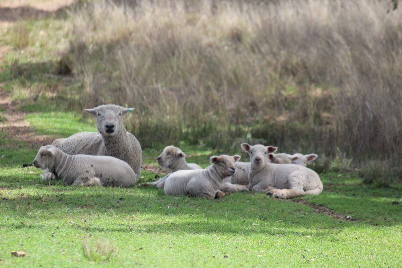 Lamb Nursery