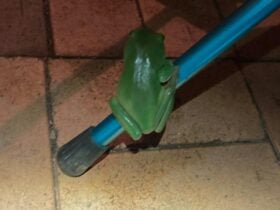 Green Tree Frog Oasis