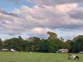 Sunnyside Up sites offers plenty of room to watch the lambs and sheep wander through the campsites.