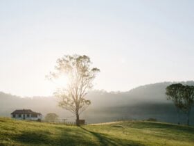 Country House in the middle of a field with a large gum tree and sunlight behind