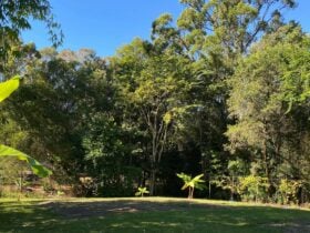 King Parrot Camping