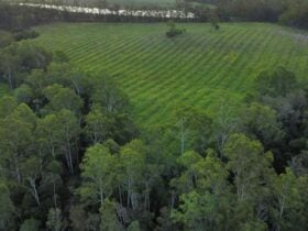 Macadamia Orchard Farm Stay