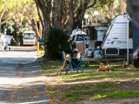 Shot of lady sitting in chair under large tree shade with small dog at Mudjimba Beach Holiday Park