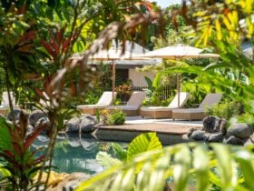 Nala Resort Pool Surrounded by Sunlounges