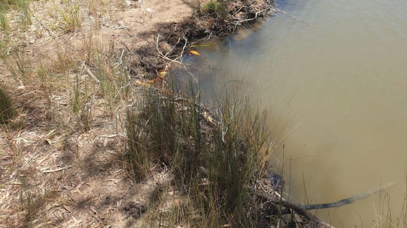 Noosa River Camping at Cooroibah