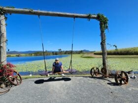 The Love Swing at Oh Deer Farmstay