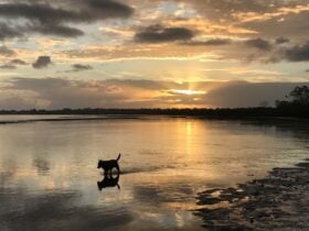 Sunrise Swim