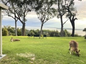 kangaroos