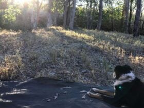 SweetStock, Kuttabul