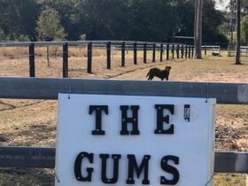 ENTRANCE to the camp sites from Cunningham highway gateway.