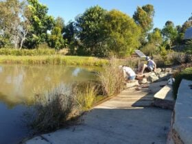 Spring Fed Dam