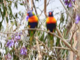 Birds in garden