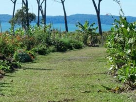 View along the developing food forest rows