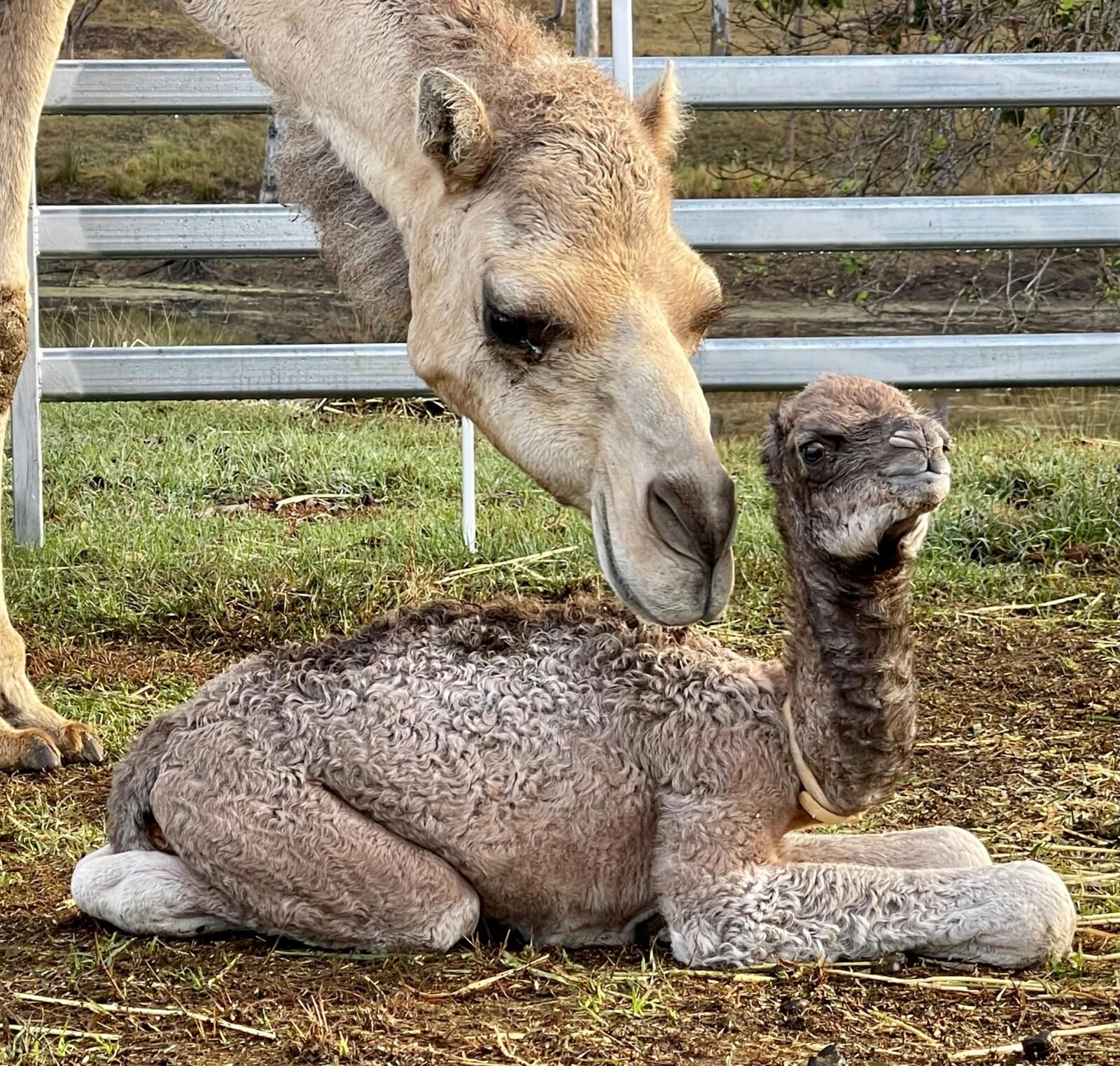 mother camel Jasime with baby Habibi here at Whispers Luxury Farmstay via Gympie Qld