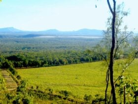 Whistling Kite Camp is the tree line at the edge of the cane.