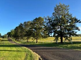 Tree lined country driveway beside white fencing and green paddocks under a bright blue sky.