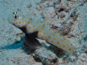 Admiralty Dive Site