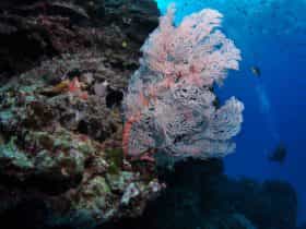 Barracuda Bommie