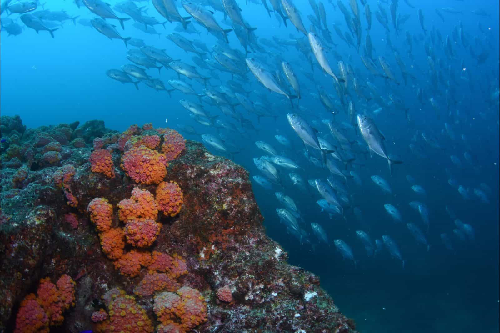 Barwon Banks Dive Site
