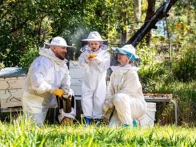 Beekeeping for all ages