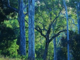 Towering gums, Benarkin State Forest