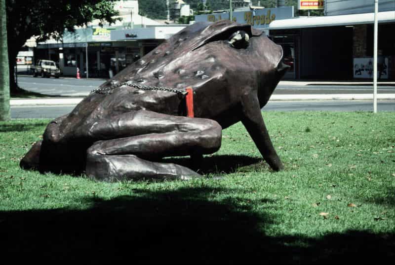 Big Cane Toad