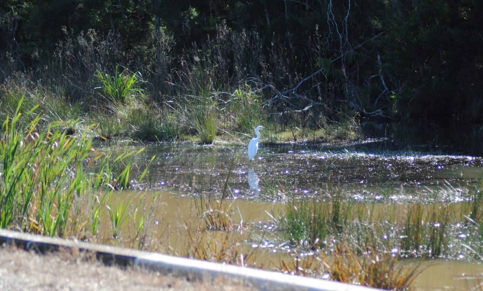 photo of a shore bird wading in a waterway