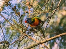 Birdlife at Dingo Park
