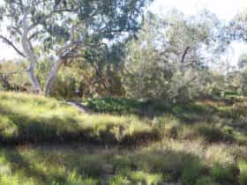 Bulloo River Bank