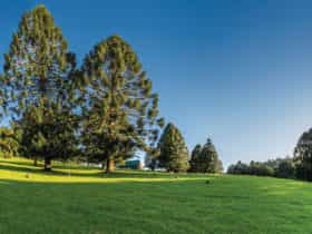 Tall bunya pines, in open grassy area, Bunya Mountains.