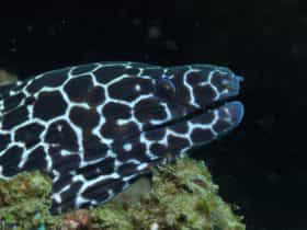 Burkitts Reef
