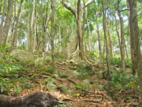 Buttress root, Rainforest circuit, Burleigh Head