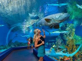 Cairns Aquarium Hero