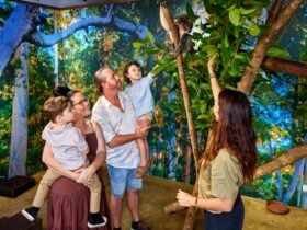 A family of four inside a koala enclosure with a wildlife keeper beside a koala perched on a branch.