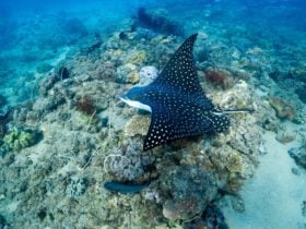 Eagle Ray
