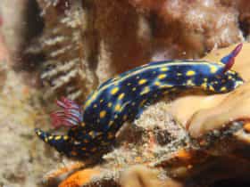 Cochrane Artificial Reef