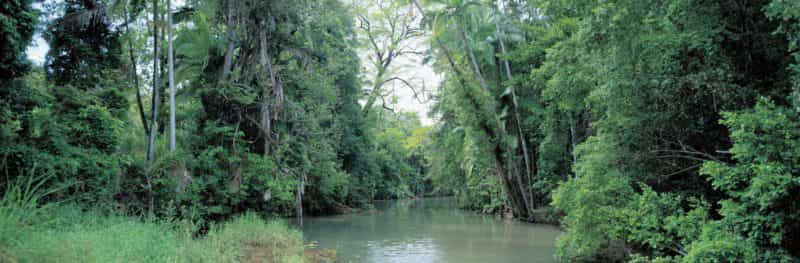 Creek fringed by forest, Conway National Park