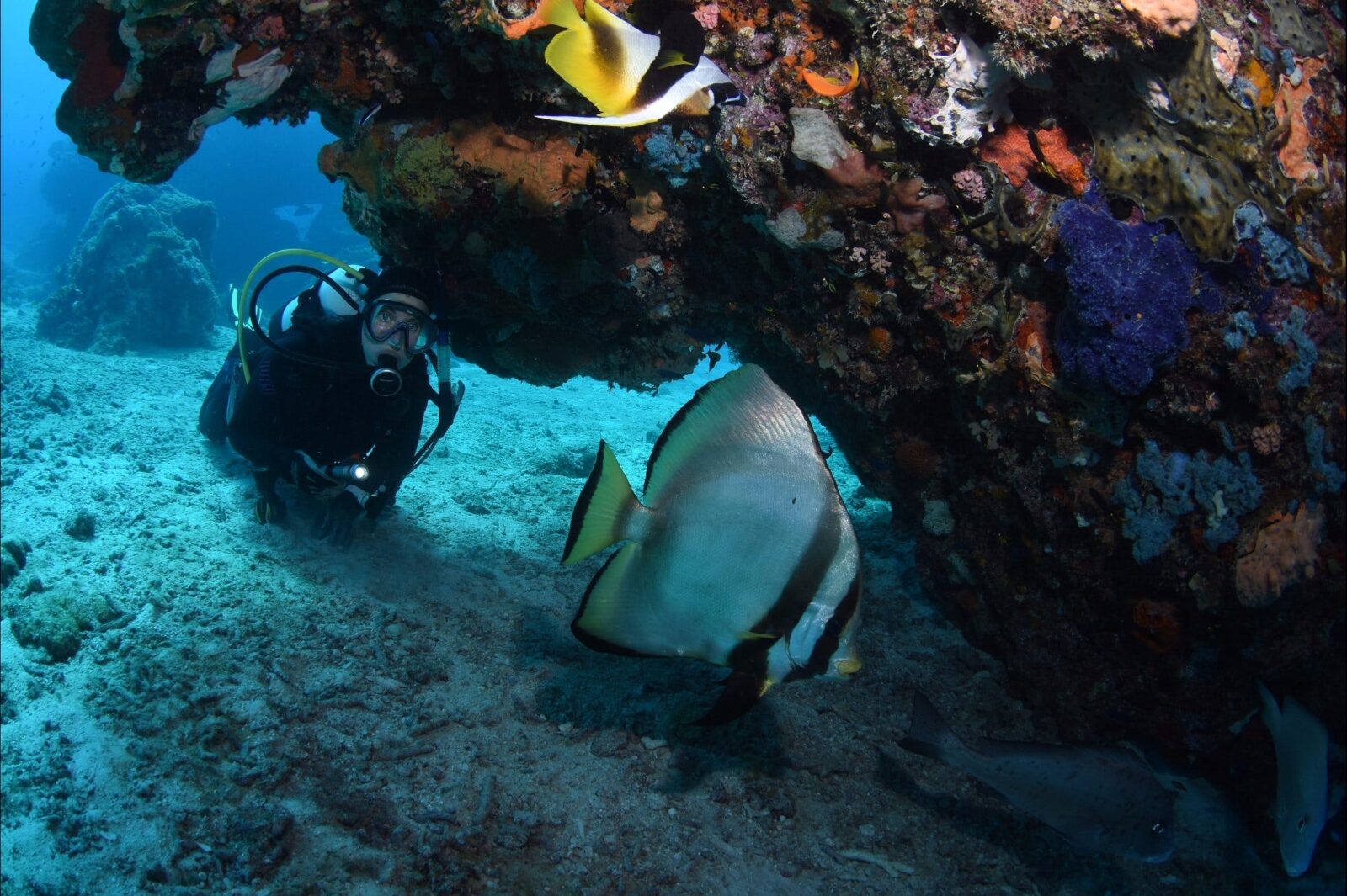 Coral Canyons