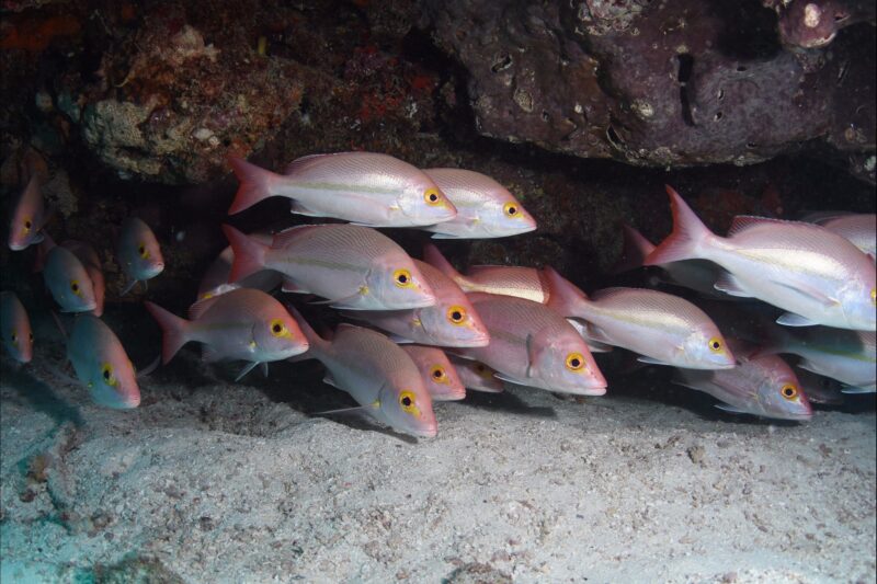 Coral Canyons