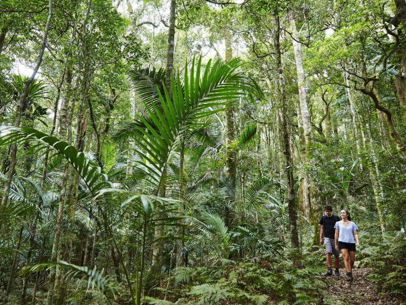 Two people walking on a track through rainforest.
