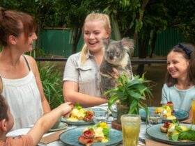 Family eating breakfast while keeper holds a koala