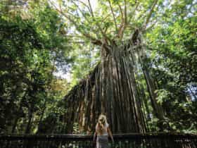 Visitor on boardwalk looking at fig tree