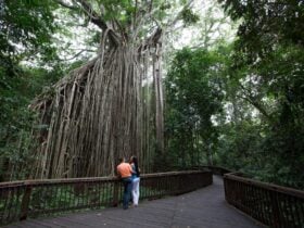 Atherton Tablelands TNQ