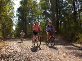 Family rides bicycles along dirt track fringed by forest.