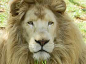 Rare White African Lion