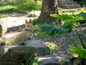 A dingo standing behind some boulders, within its wildlife enclosure.