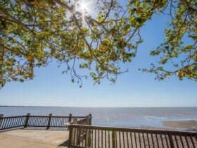 Waterfront boardwalk with cotton trees having over the pathway