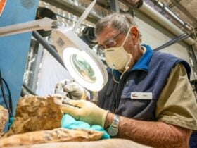 volunteer uses a tool in the lab to work on a dinosaur bone